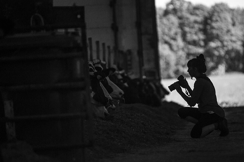 A photographer takes photos or rows of cows who live indoors 365 days a year at a dairy farm. Canada, 2022. Jo-Anne McArthur / We Animals Media