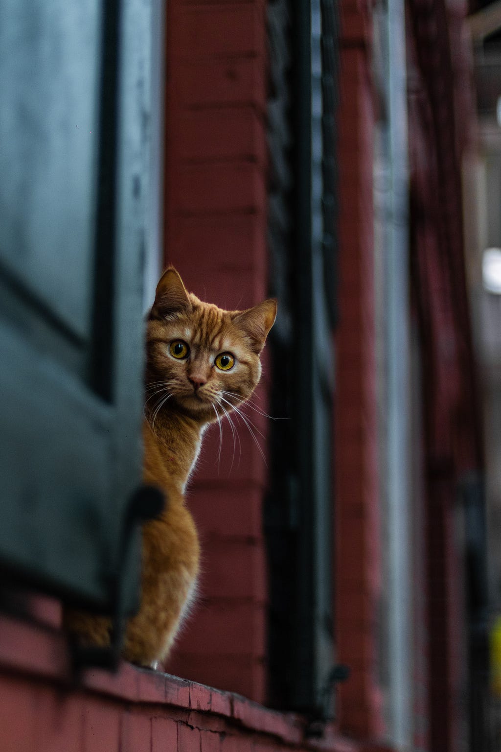 Cat suspiciosly peering out a door