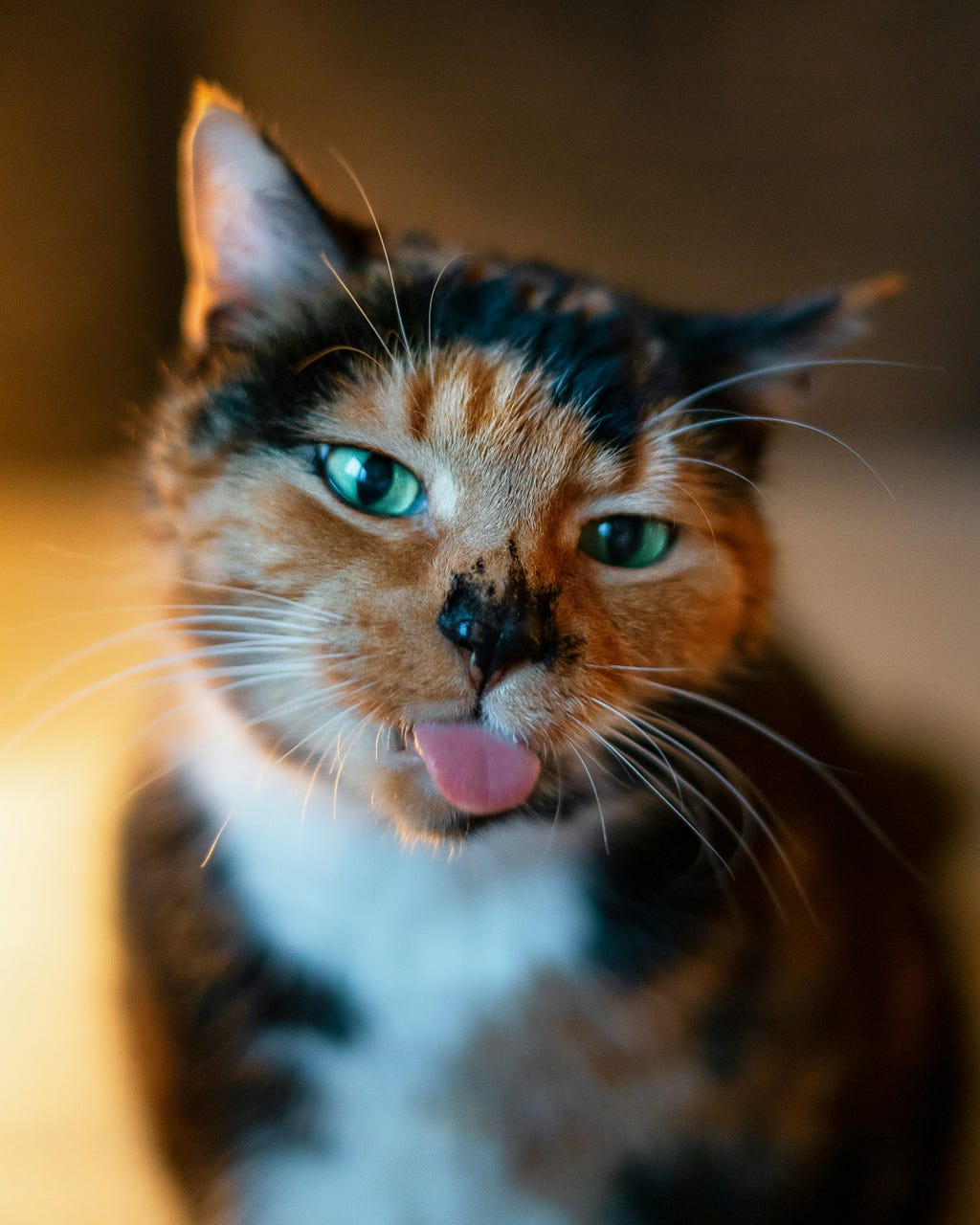 Calico cat sticking out her tongue.