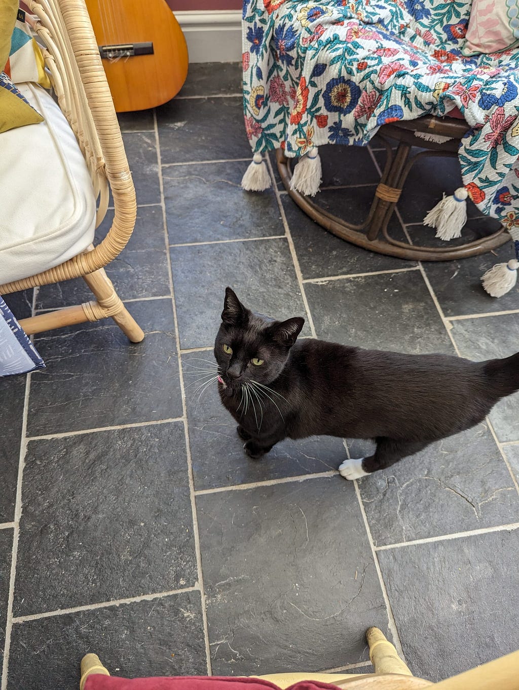 A birds eye view of a black cat with a pink collar and white back paws standing on a grey slate floor looking up at the camera