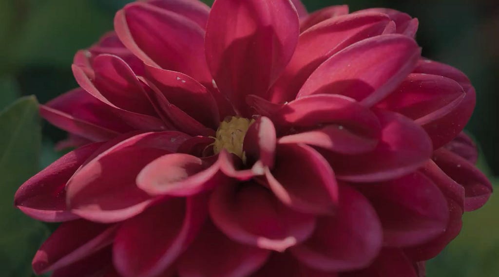 red dahlia from The Zone of Interest