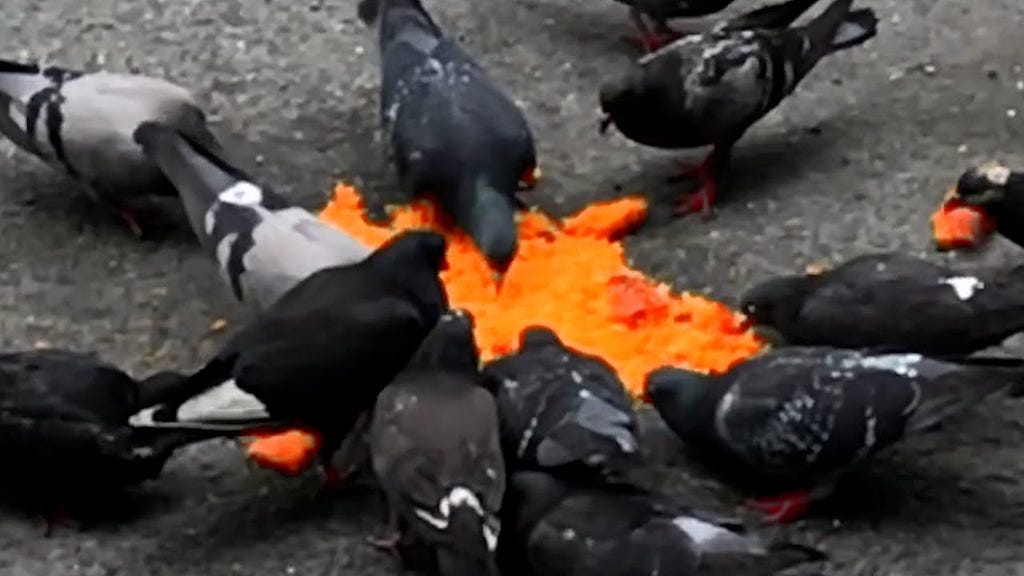 A flock of birds on asphalt hovering over and pecking at a mash of what appears to be yams or sweet potatoes.