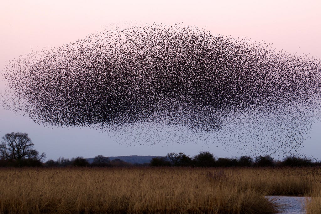 Photograph of a large flock of birds moving together in a murmuration.