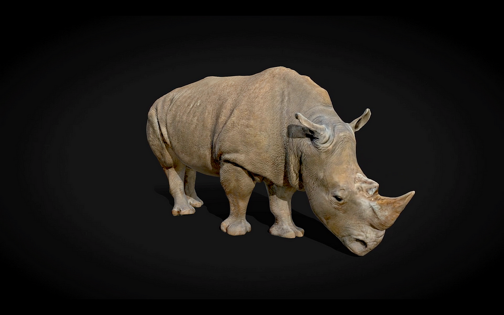 A digitally-scanned replica of a rare rhinoceros floats in the middle of a black screen.