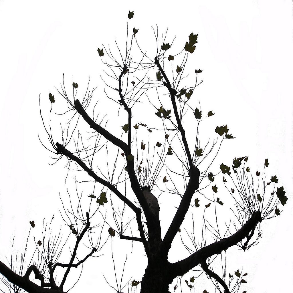 Silhouette of a bare tree