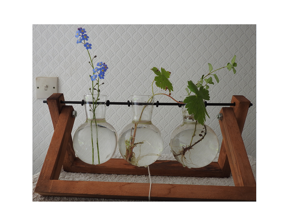 Photo of forget-me-not flowers, and Lavatera and Oregano cuttings with roots