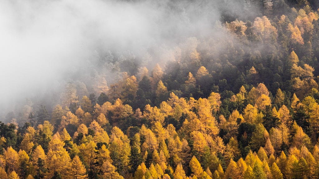 A forest of yellow larches, partly obscured by fog.