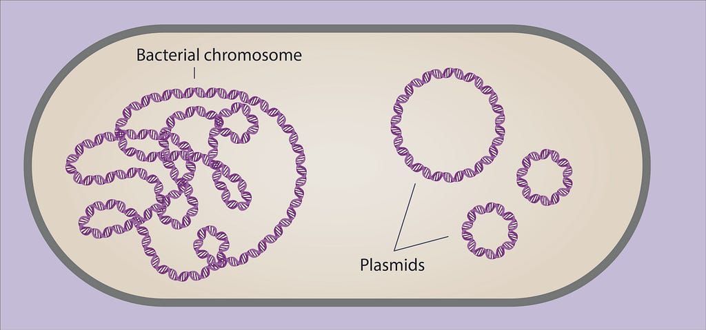 acterial genome.