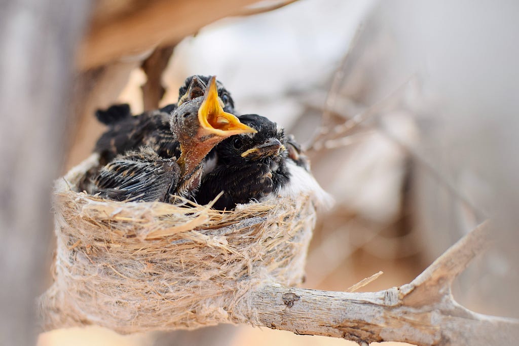 Baby nestling birds in nest.