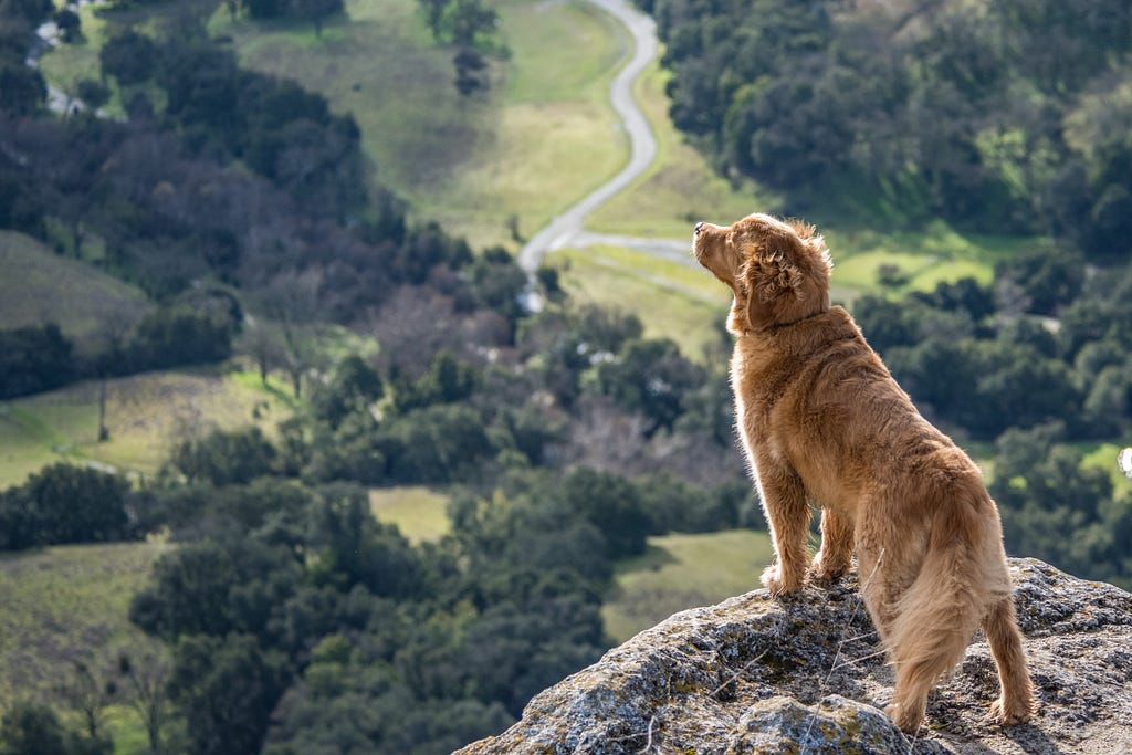 Photo of a hunting dog in a wooded landscape