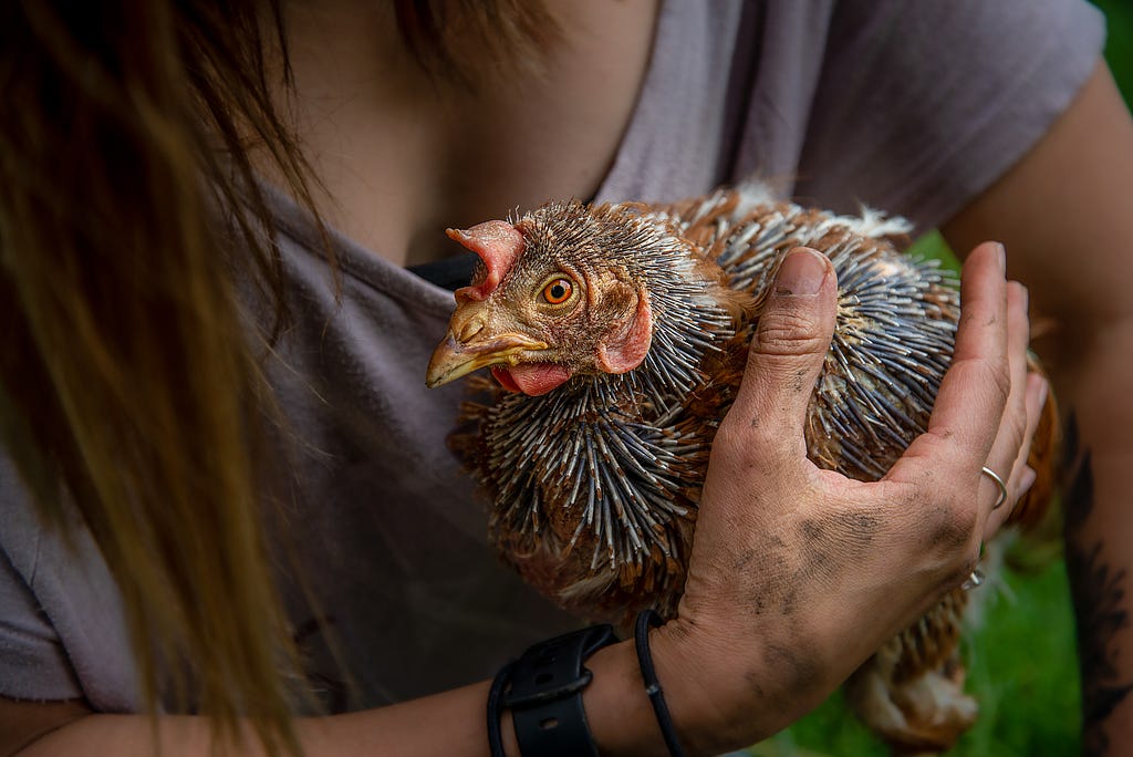 Zelda is a hen who was rescued by Pear Tree Farm Animal Sanctuary. She was picked on by the other hens and now seeks attention and comfort from people. Here she is having a cuddle and her feathers are returning. UK, 2021. James Gibson / We Animals Media