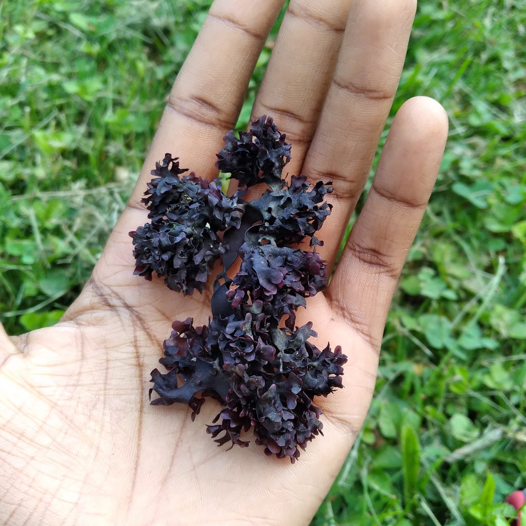 Simone holds a dark purple seaweed in the palm of her left hand. The seaweed kind of looks like a baby kale leaf. In the background is green grass. This photo shows another seaweed encounter with artist andrea haenggi during Works on Water’s 2021 Summer Triennial.