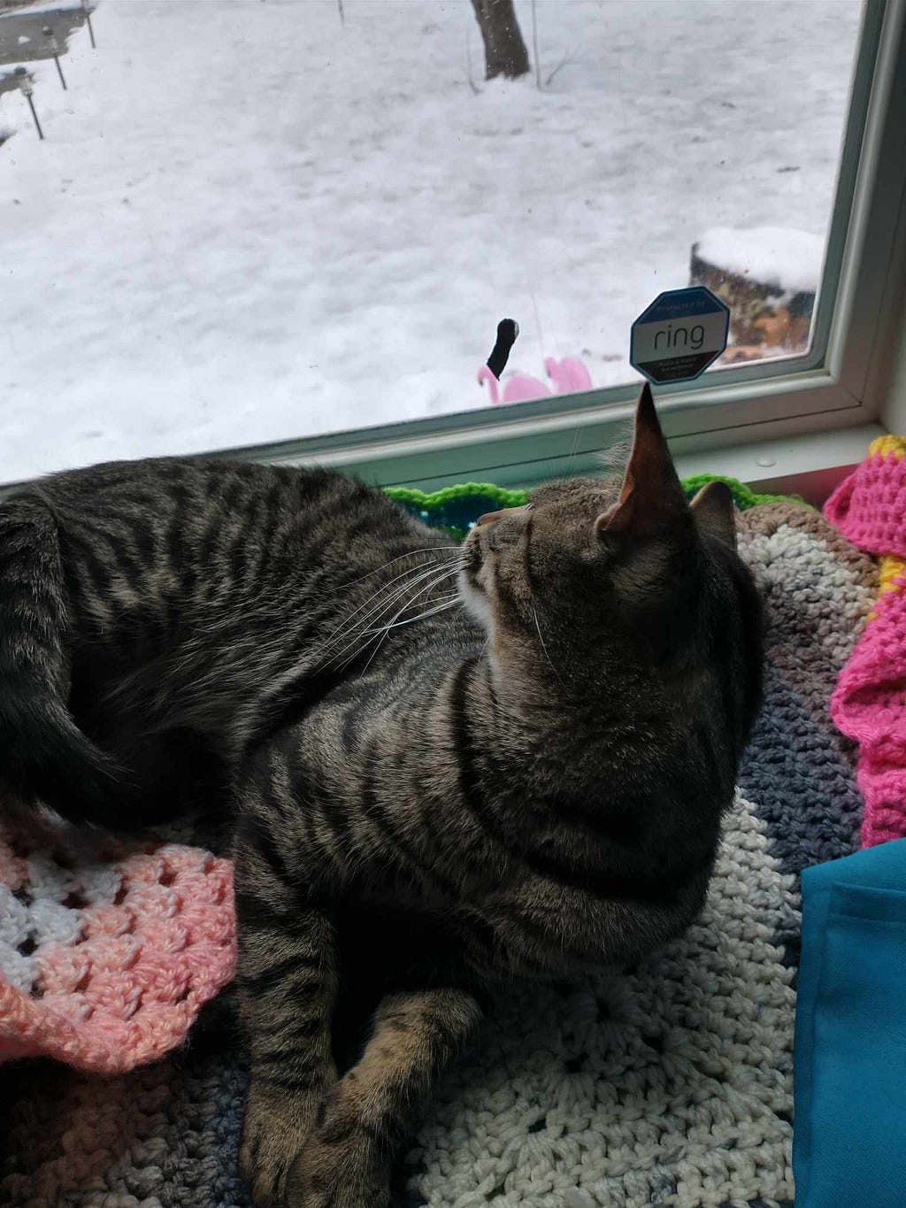 Another picture of Grandkitty Fredo looking out the window at the snow