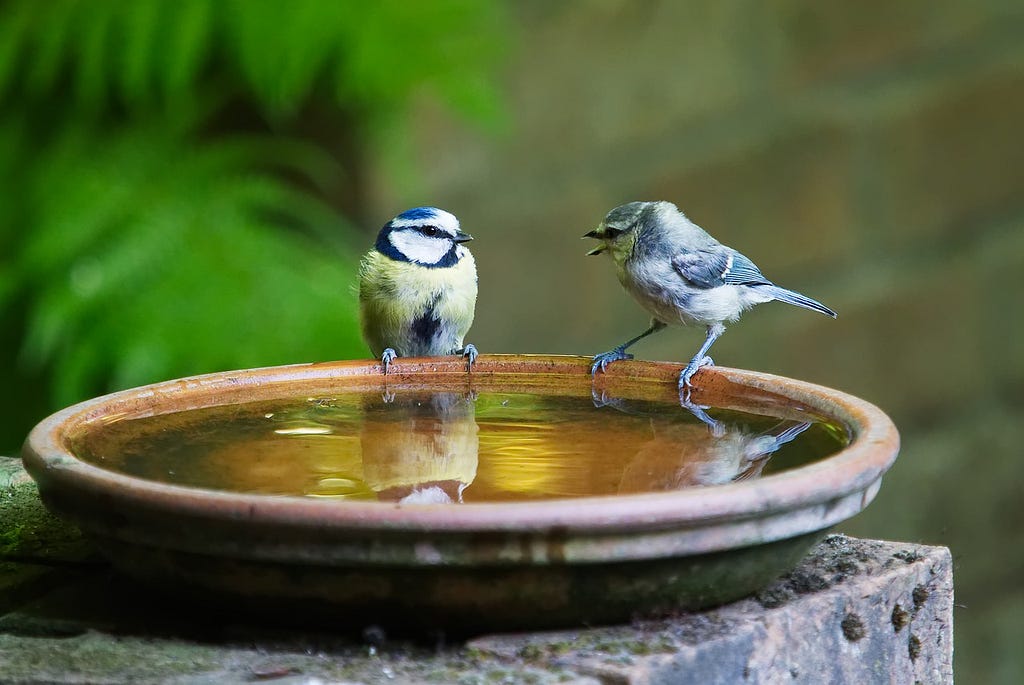 Image of 2 small birds (blue tits?) having a challenging conversation by the water bowl