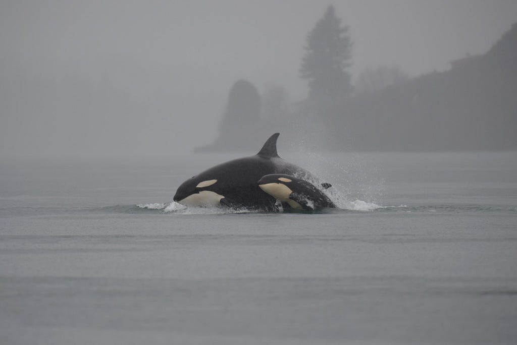 Photo of orcas swimming in the Tacoma Narrows. Photo credit: Mike Charest