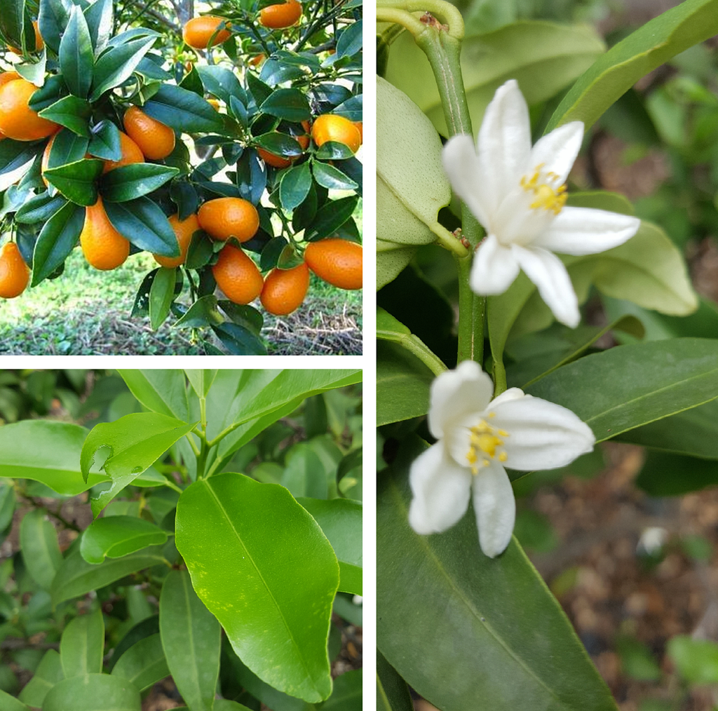 Nagami kumquat — ส้มจี๊ด nagami (som jeed nagami) — Citrus japonica