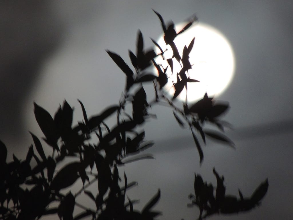 This is a blurry photo captured by me. It has the full moon at the back with a branch of a tree in front of it.