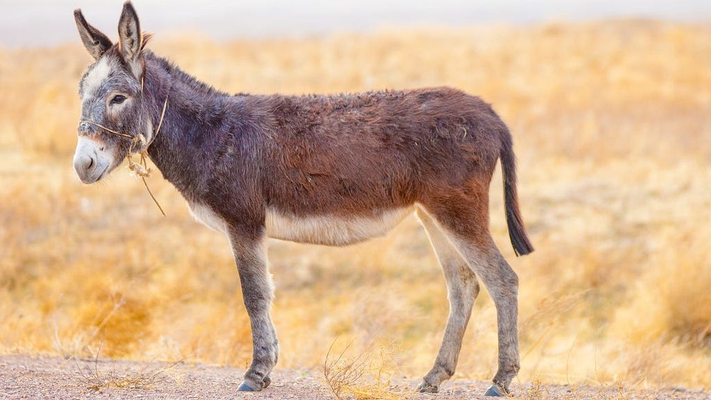 Photo of a donkey