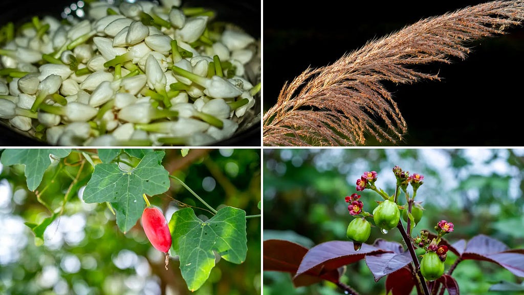 Jasmine Plant, Pampas grass, Ivy gourd plant, jatropha gossypiifolia images at NaturePicStock
