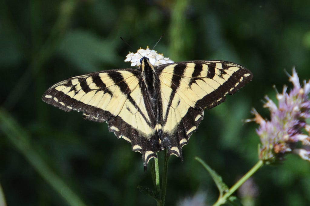 A Western tiger swallowtail butterfly is one of many types of butterflies that flit among the wild flowers in Jarbidge Canyon in northeastern Nevada.