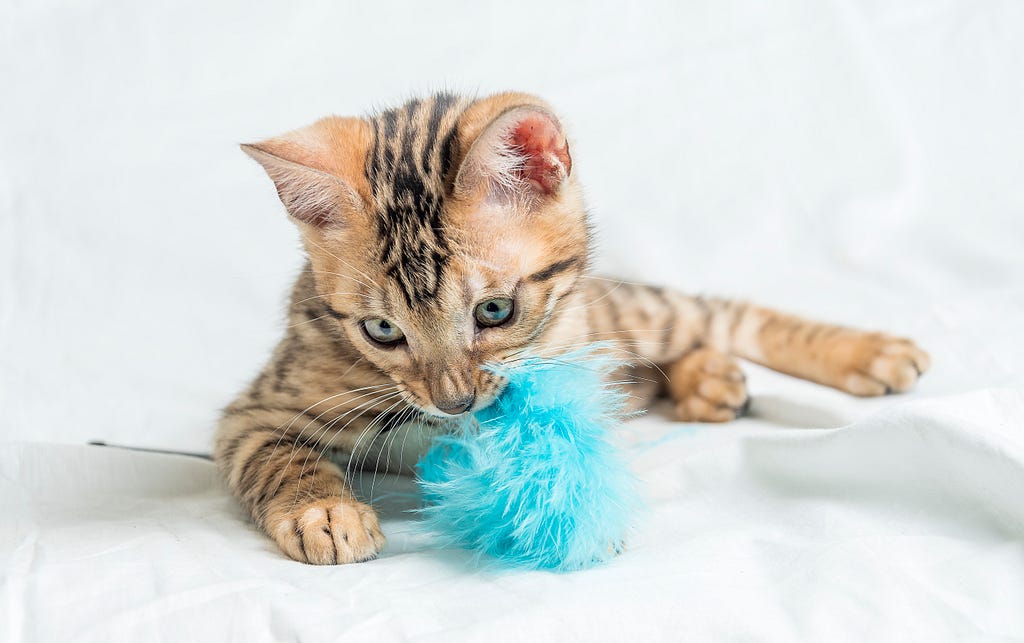 Kitten Socialization