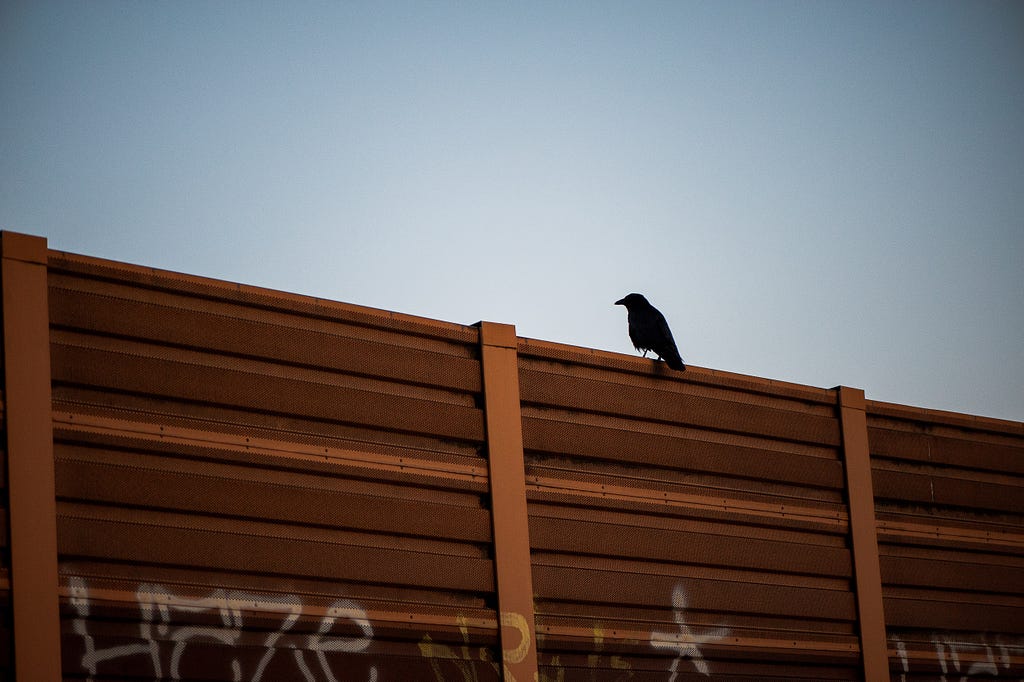 A noise barrier where one of the city’s main roads ends in an autobahn would have never been of much interest to me. But the early light paired with the bird caught my attention. Oberhausen, Germany, April 26, 2023.