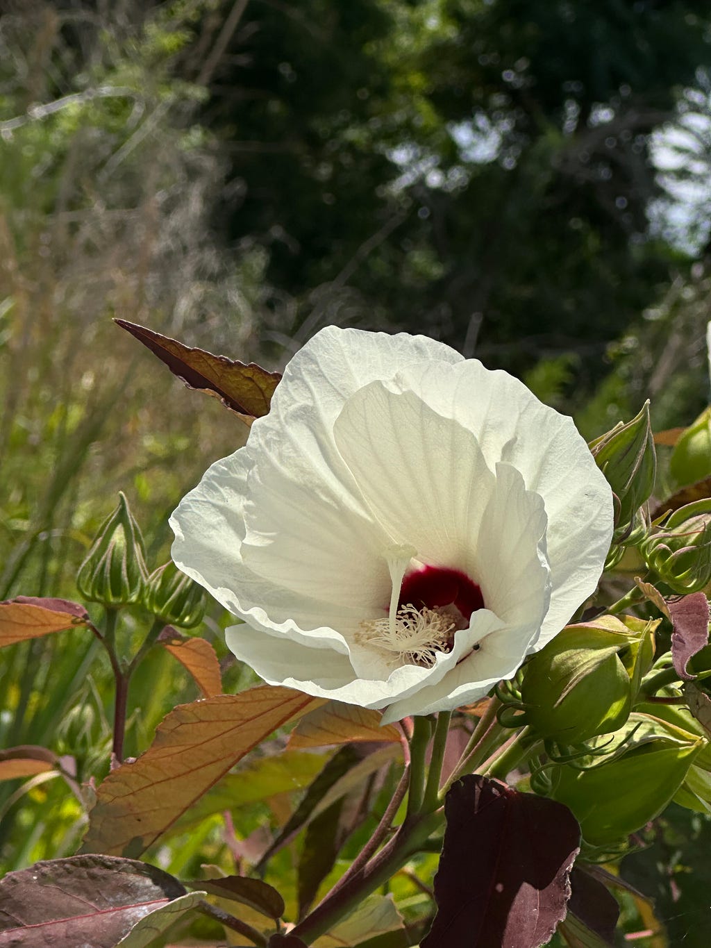 Large white flower with a deep crimson center.