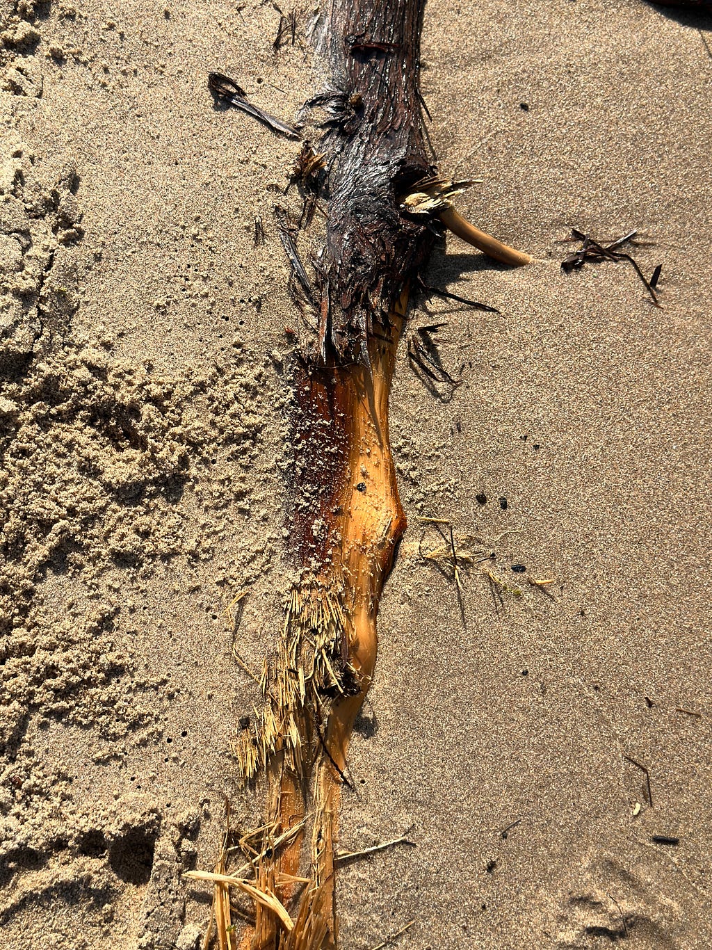 Driftwood covered partically in beach