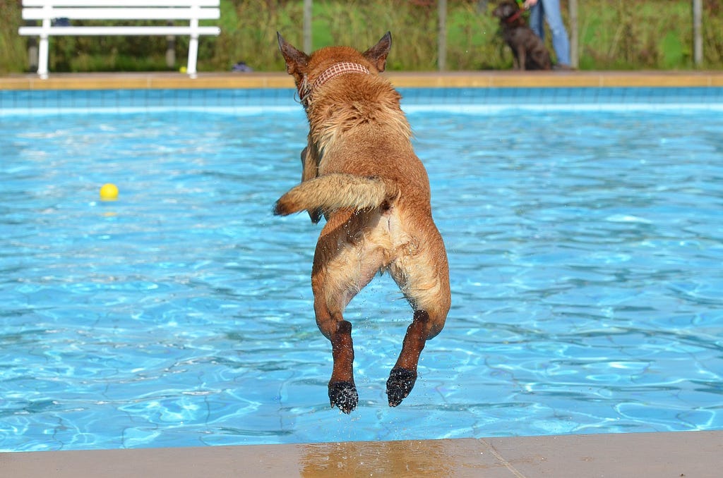 a dog jumping in a pool