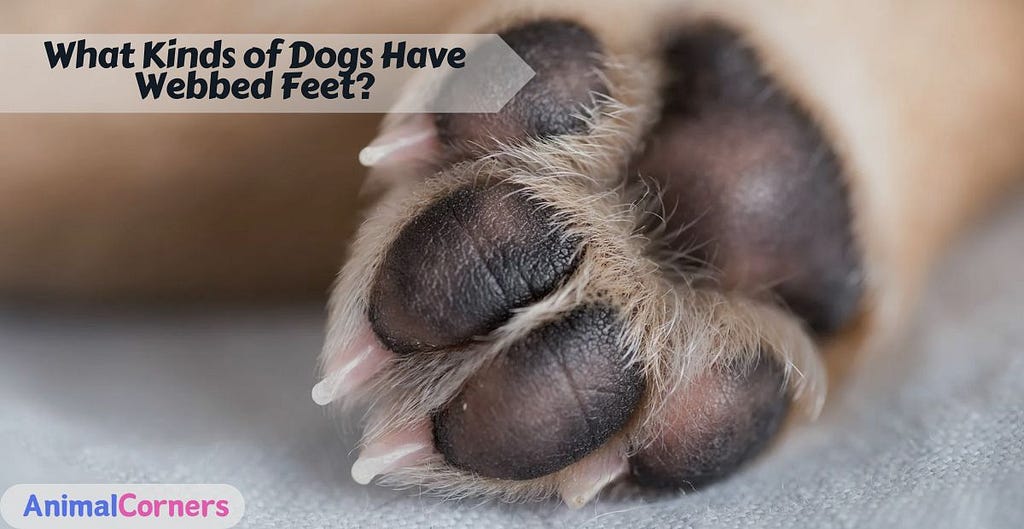 What Kinds of Dogs Have Webbed Feet?