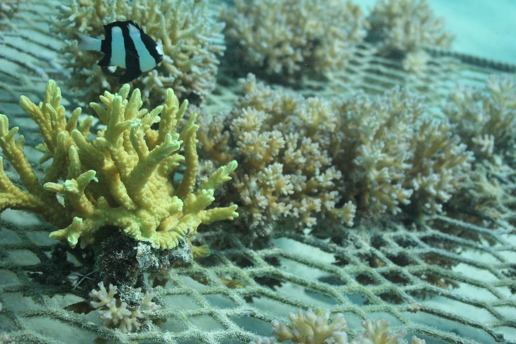 this photo shows the coral growing on a metal rack