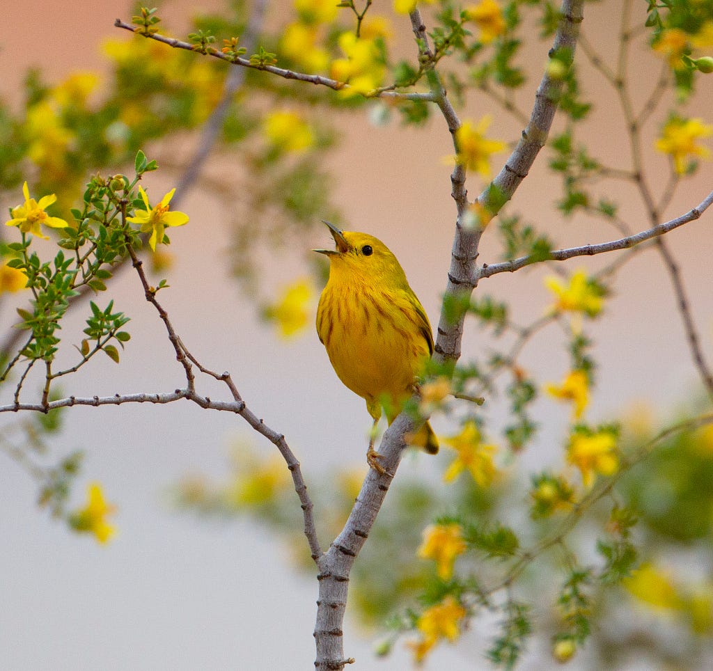 Yellow warbler (Setophaga petechia) singing sweet whistles from a high perch.