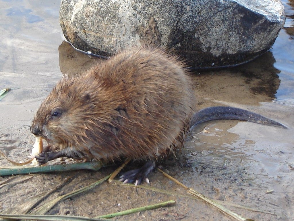 An animal with brown fur and a long, hairless tail gnaws on a plant held in its front paws, with water and a large rock in the background.