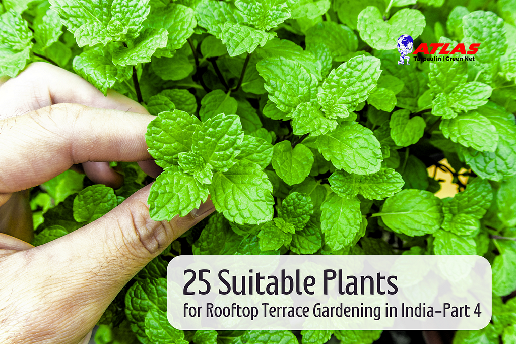 25 Suitable Plants for Rooftop Terrace Gardening in India-Part 4