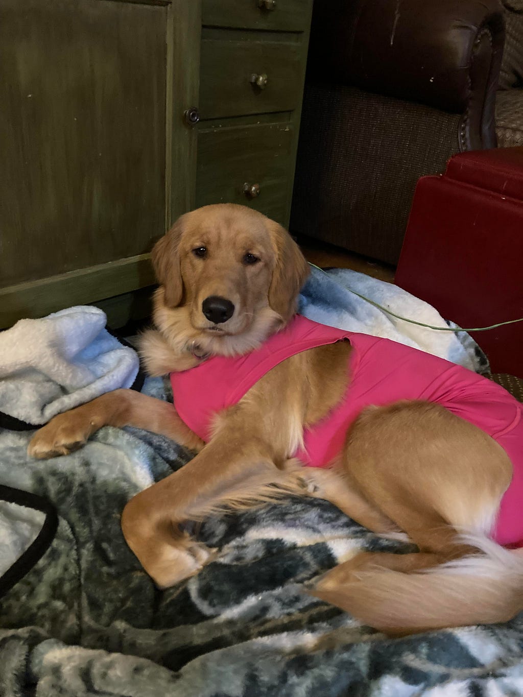 Female golden retriever resting on a dog bed wearing a pink surgical suit.