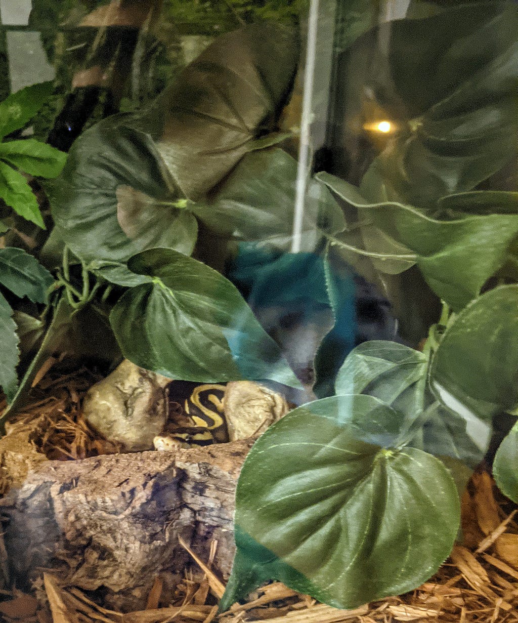 A slightly blurry photo that mostly shows big green artifical leaves. They are draped over an imitation stone hide, which rests on top of shredded wood chips behind a raised piece of cork bark. Only the first few inches of a yellow and black snake are visible, emerging from the hide and slightly obscured behind the bark, as if the snake is hiding.