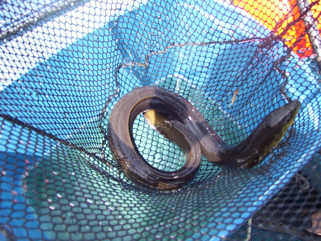 An eel in a net, held just above a blue plastic bin containing water.