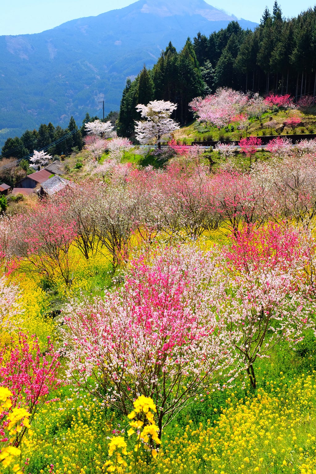 Blooming, colourful trees in Kumakohgen, Japan