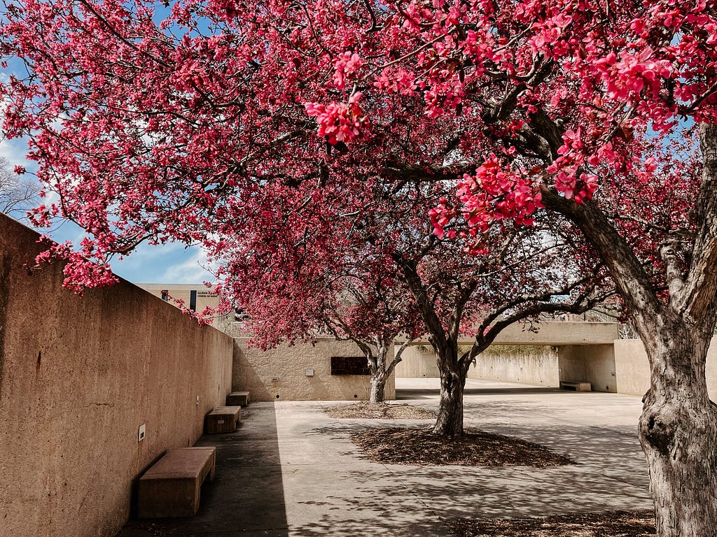 Pink flowering trees outside Sheldon Museum of Art