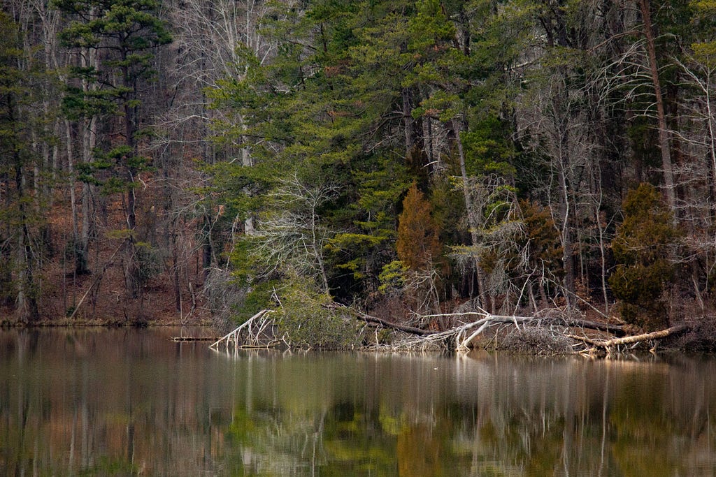 Some fallen, bare trees laying beside the lake.