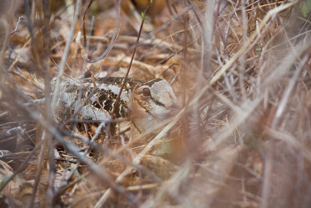 The elusive American woodcock nesting in the brush.