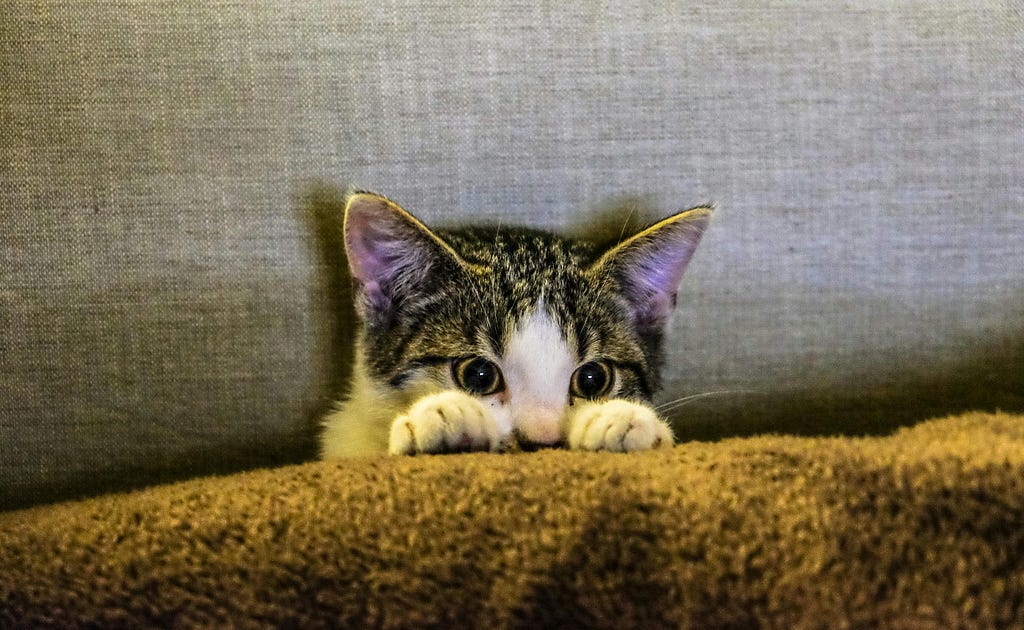 Kitten peering over top of cushion