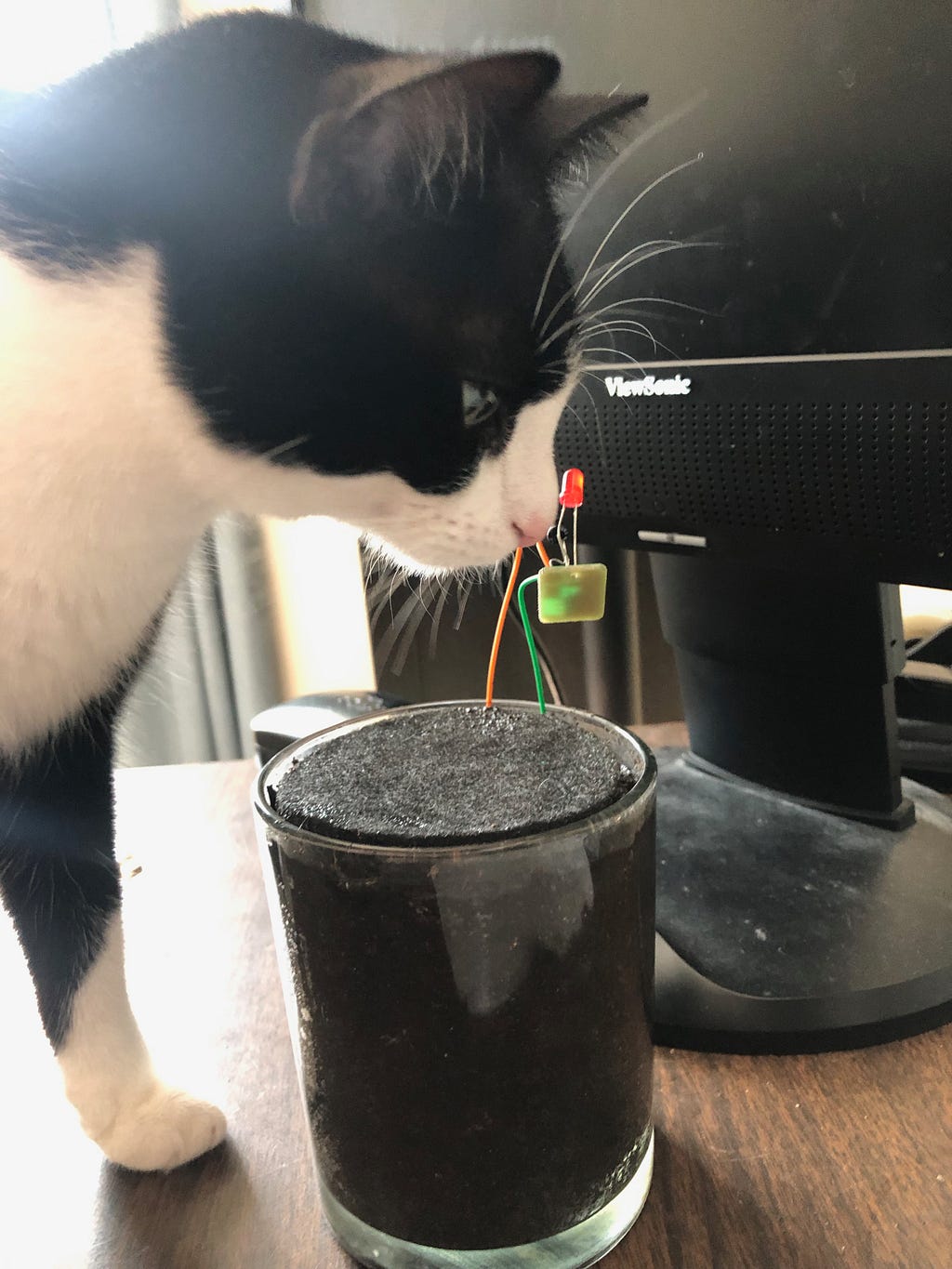My cat trying to eat the wires on the Mudwatt
