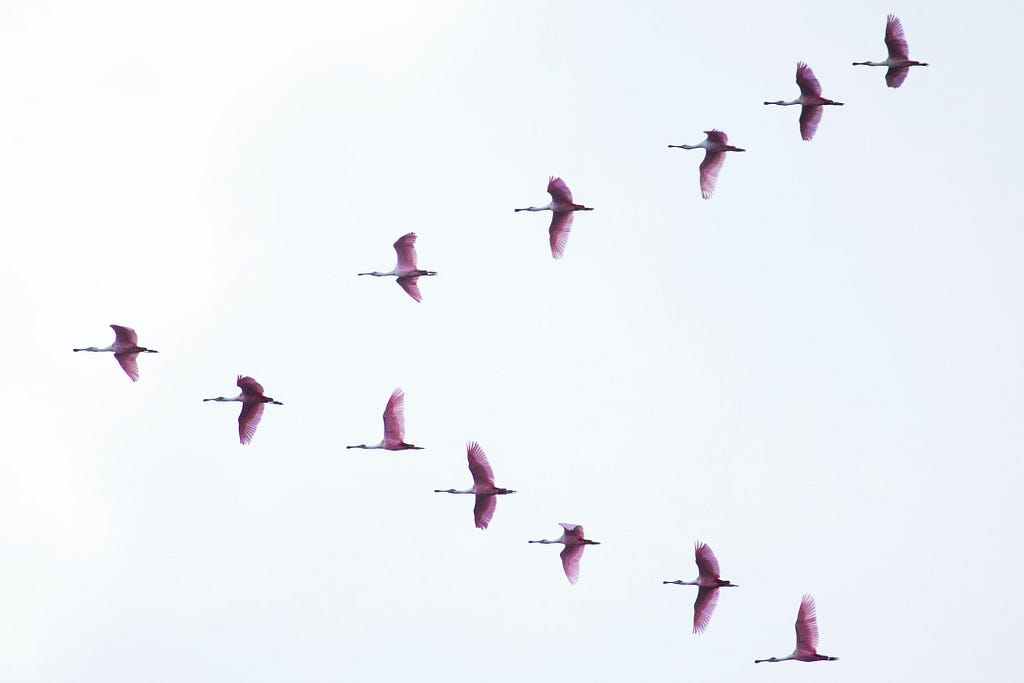 Migrating birds flying in formation