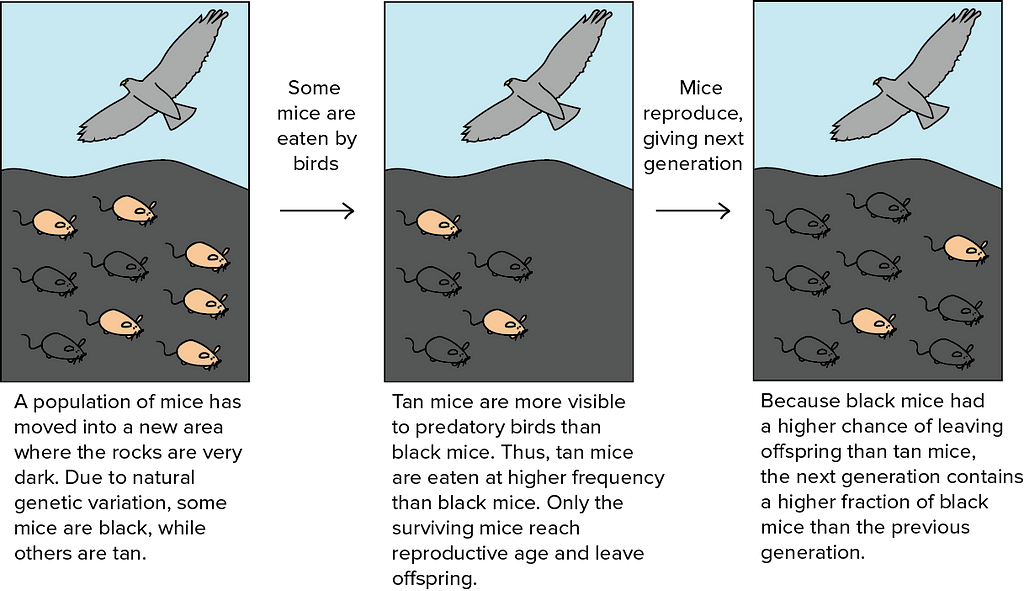 An image of the mice population having more black mice over time because the white mice are more likely  to be eaten by the hawk.