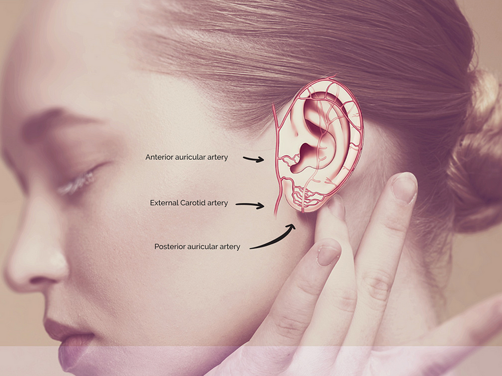 Image shows the anatomy of the human ear with an emphasis on the anterior auricular artery, exernal carotid artery and posterior auricular artery.
