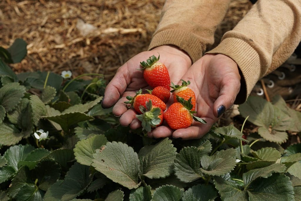 A farmer partnering with social enterprise Siembra Viva showcases samples of her strawberry crop.
