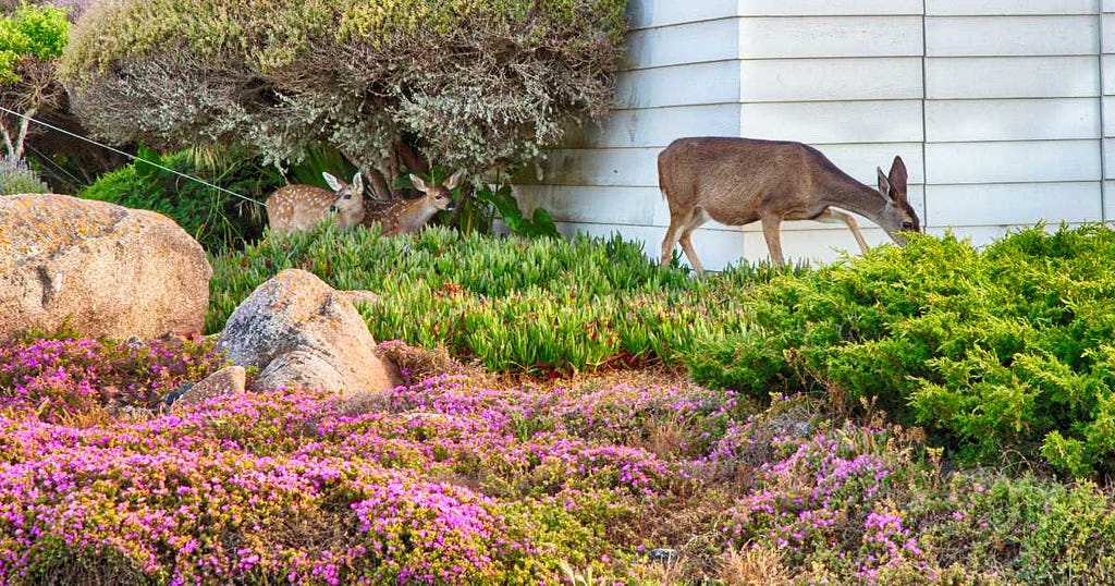 How Can I Keep Deer Out of My Garden