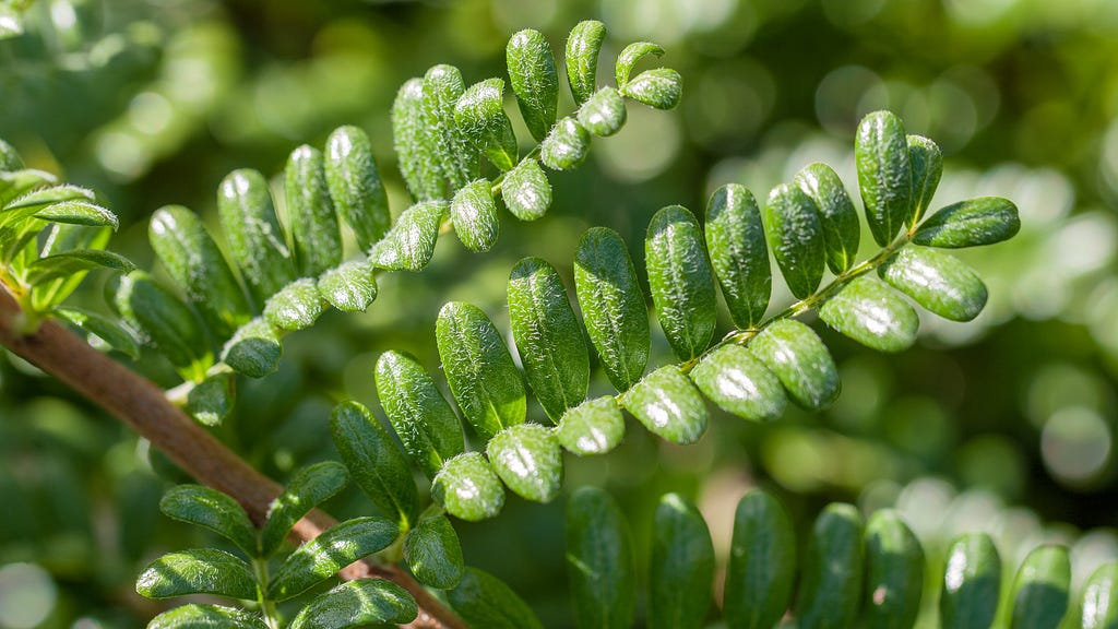 Close up of green ʻūlei plant leaves.