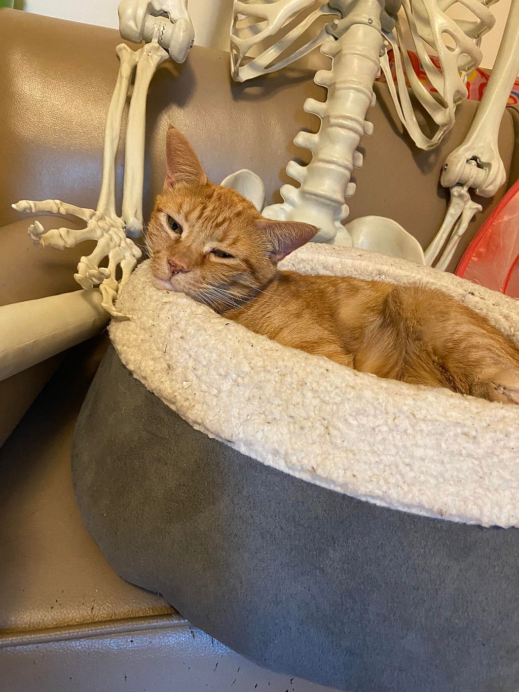 sleepy grandkitty Bouy in a little cat bed on the lap of a fake skeleton